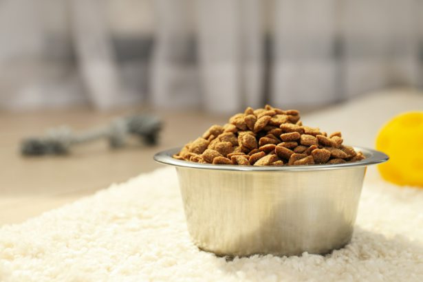 Tasty and delicious food for pet, pet accessories